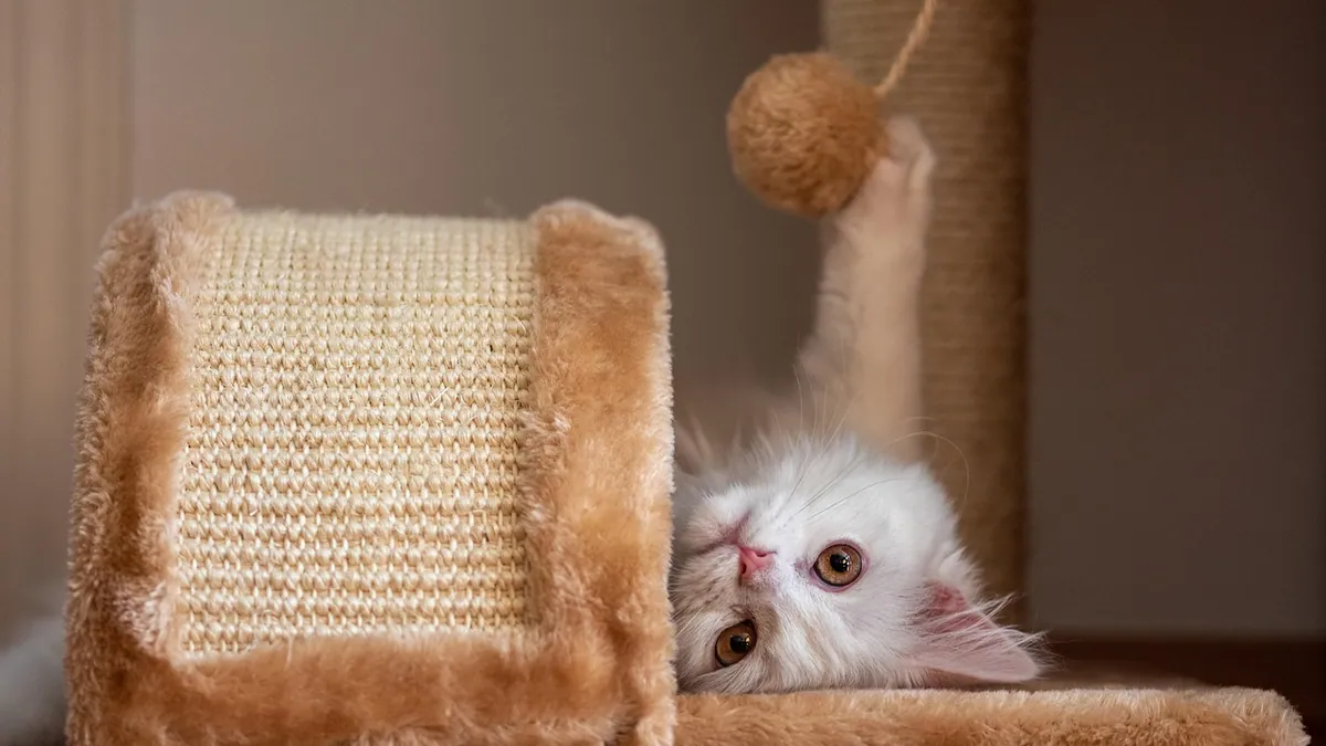 Why Does My Kitten Run Around So Much?