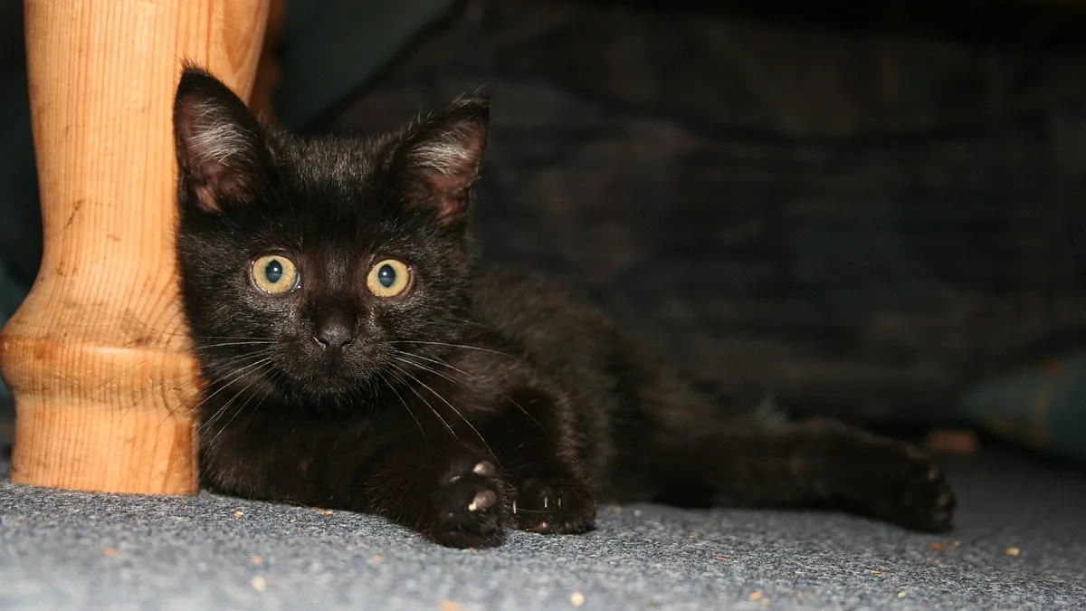Why Is My Kitten Running Away From Me?