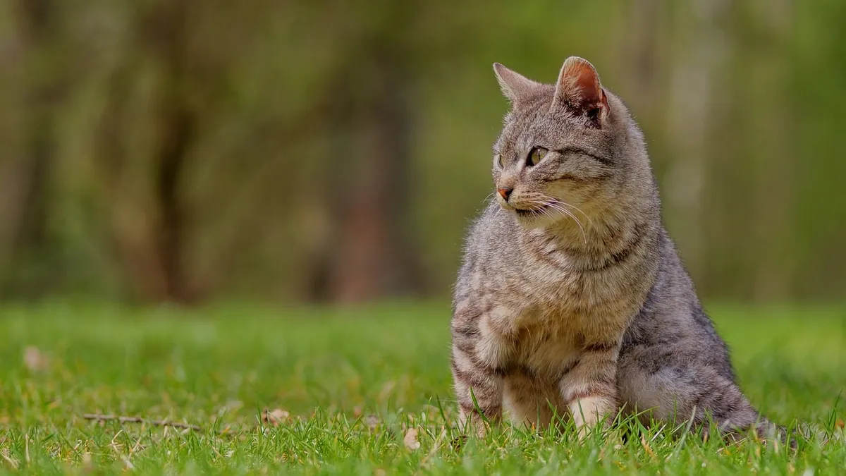 Kitten Sick After Eating: Vomiting Causes