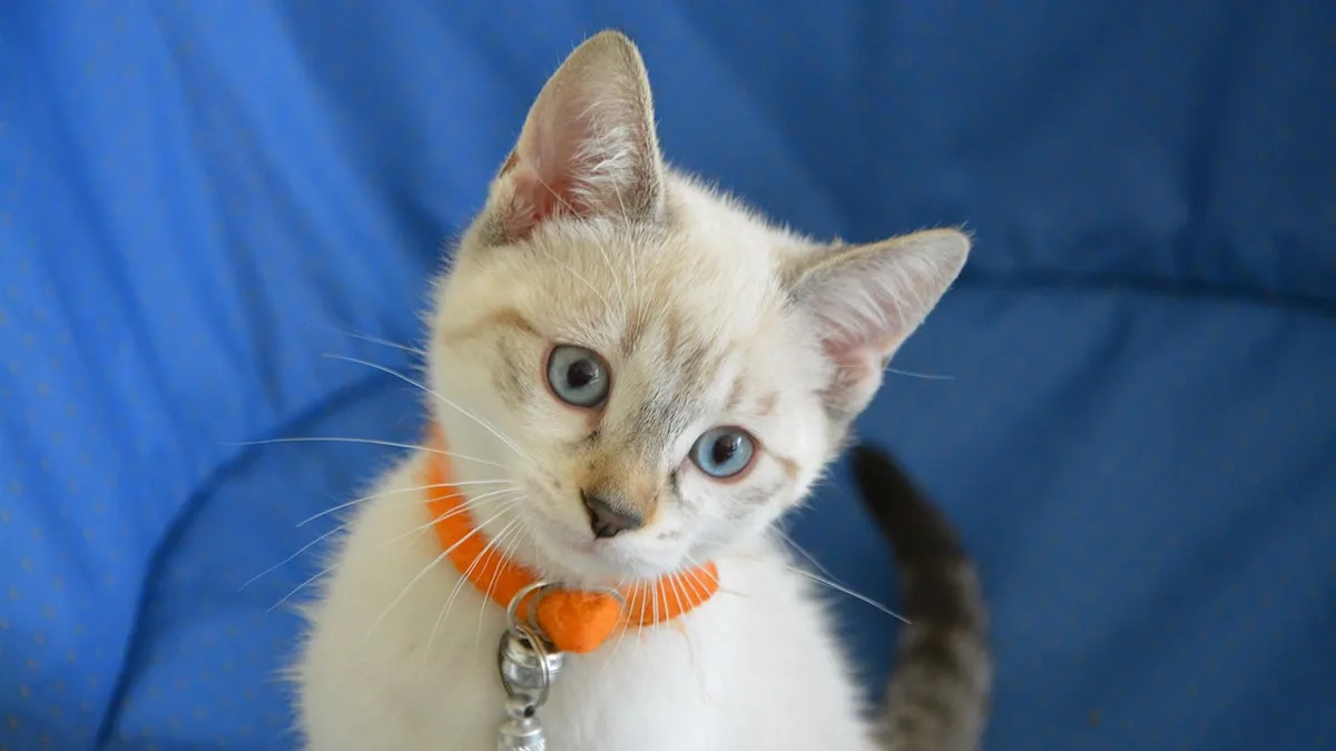 Kitten Sick After Flea Treatment: What to Do