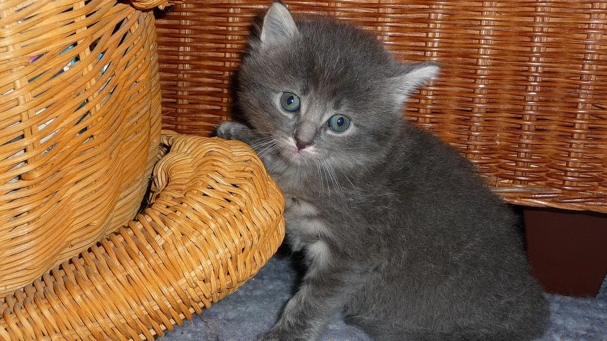 Why Is My Kitten Sitting in the Litter Box? Causes