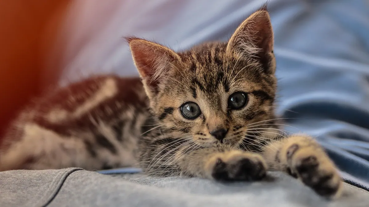 Why Does My Kitten Stink? Causes and Solutions