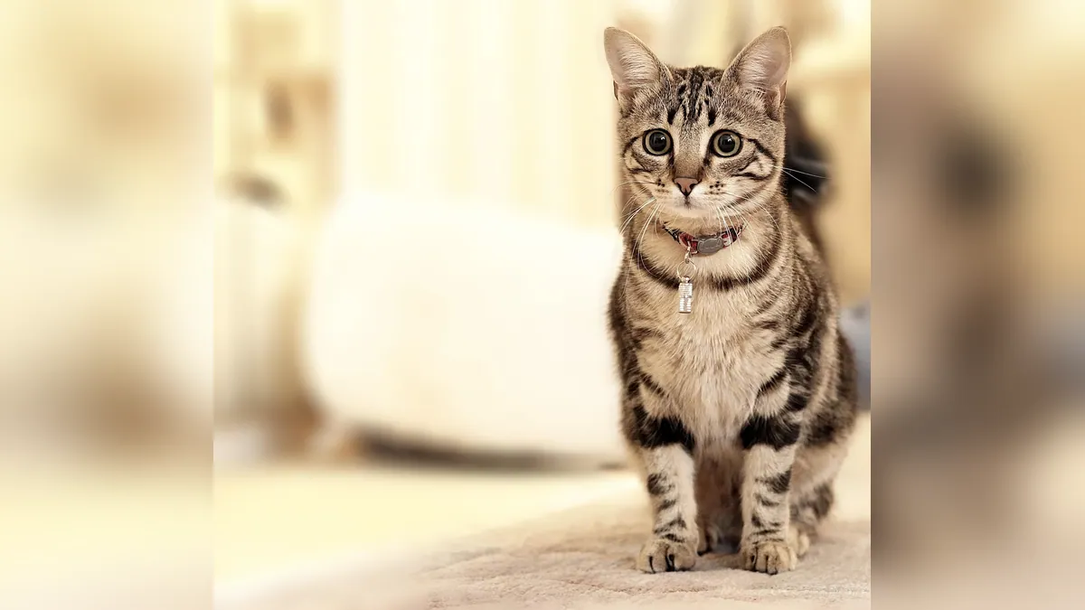 Why Is My Kitten Just Staring? What Staring Means