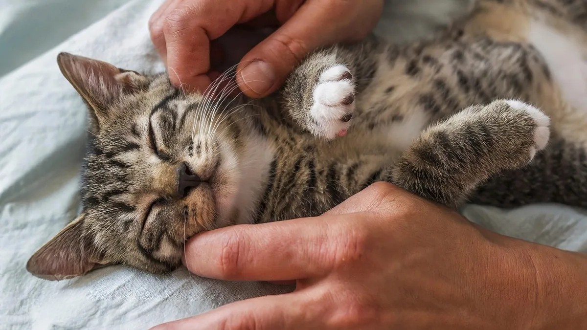 How Long Do Kittens Need Help to Pee and Poop?