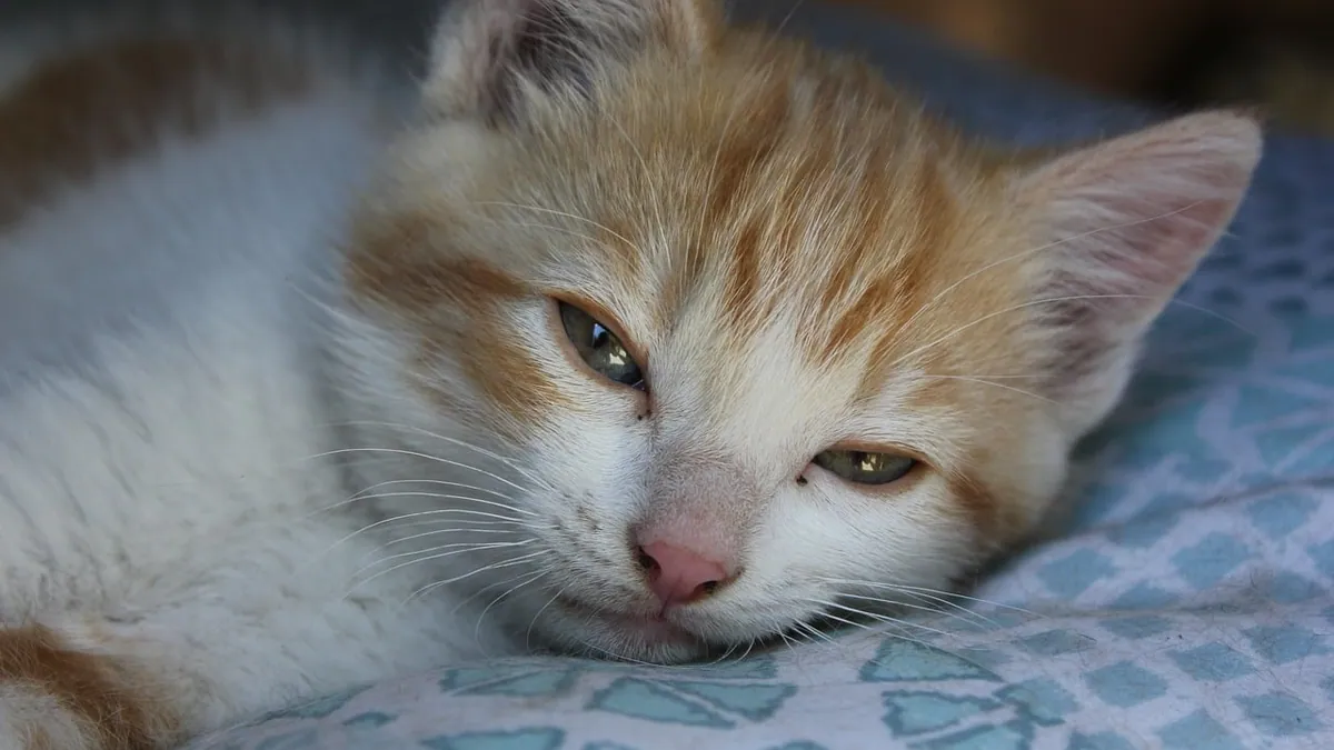 Kitten Stuffy Nose: Safe Ways to Help Breathing