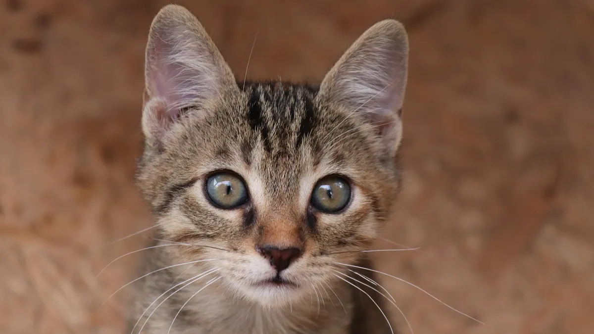 My Kitten's Eye Is Swollen: Causes and When to Worry