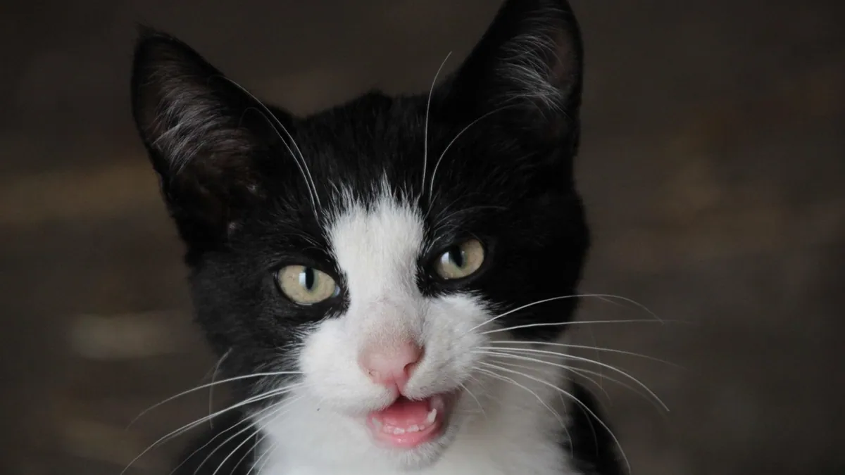 Do Kitten Teeth Hurt? Teething Signs and Relief