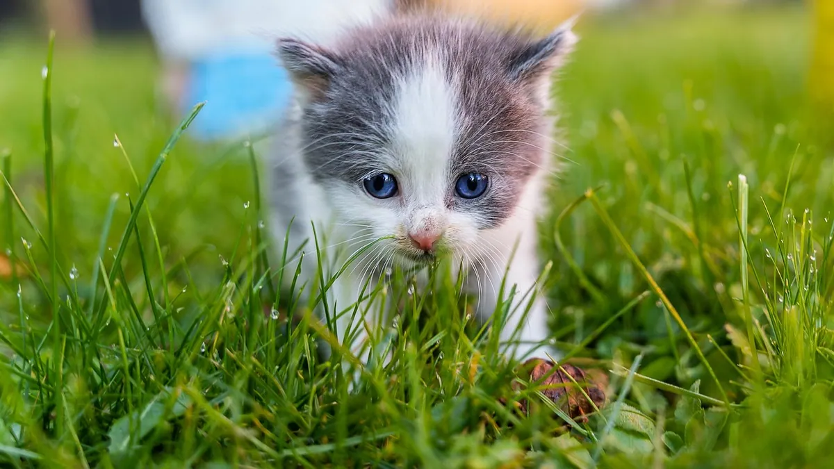 How Long Do Kittens Keep Their Umbilical Cord?