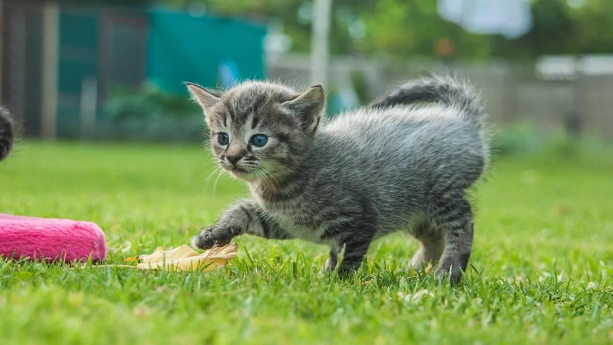 Why Is My Kitten Up All Night? Causes and Fixes