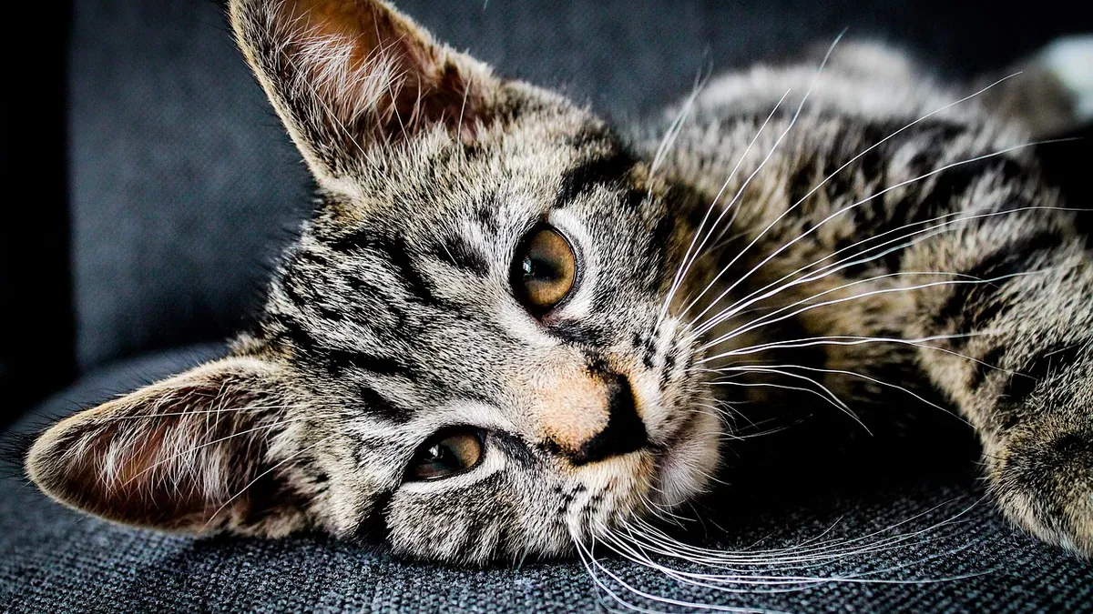 Kitten Vomiting and Diarrhea After Deworming: Normal?