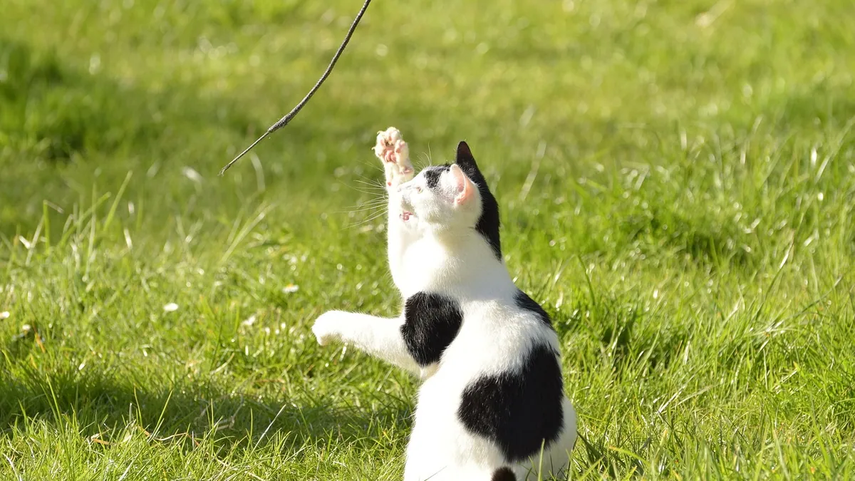 Why Does My Kitten Wag Her Tail? What It Means