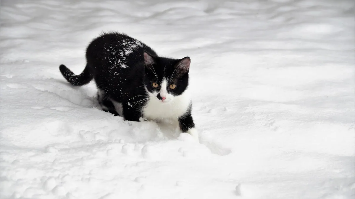 Why Is My Kitten Walking in Circles?