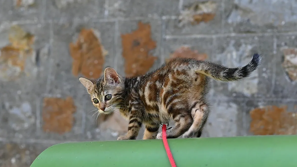 Why Does My Kitten Walk Sideways? Normal or Not?
