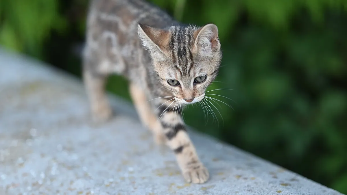 Why Is My Kitten Walking Weird With Its Back Legs?
