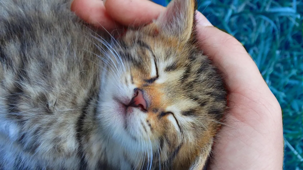 Why Does My Kitten Want to Be Held All the Time?