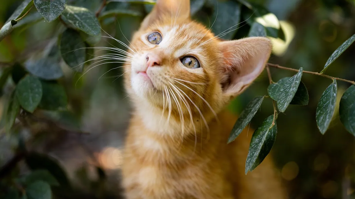Why Is My Kitten Wheezing? Causes and When to Worry