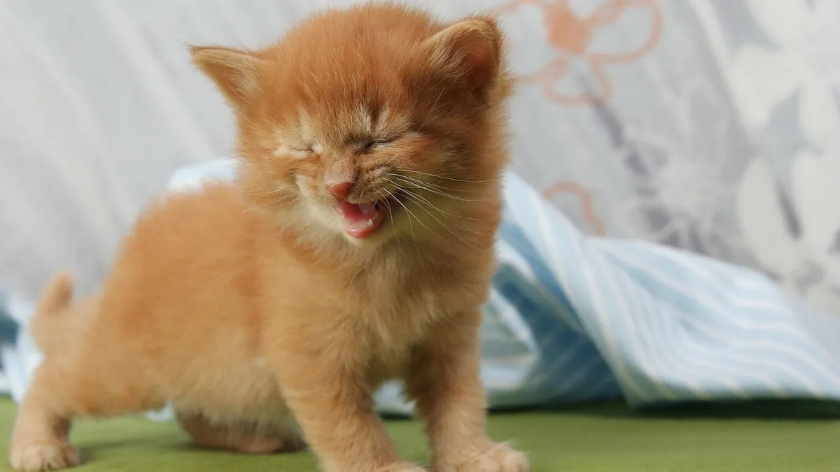 Why Is My Kitten Whining So Much? Causes and Calming Tips