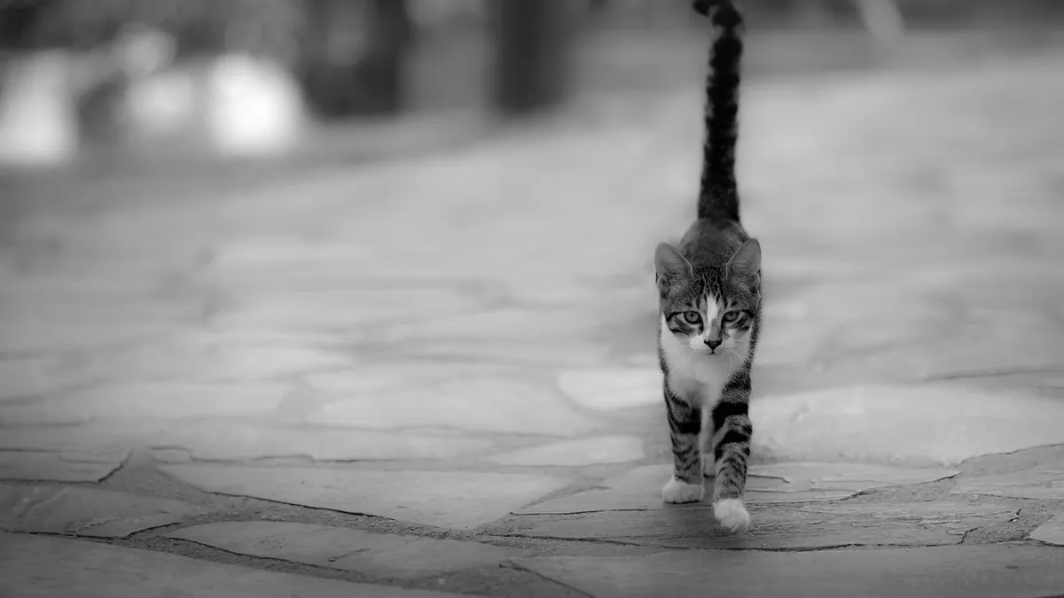 Why Is My Kitten Wobbly? Causes of an Unsteady Gait