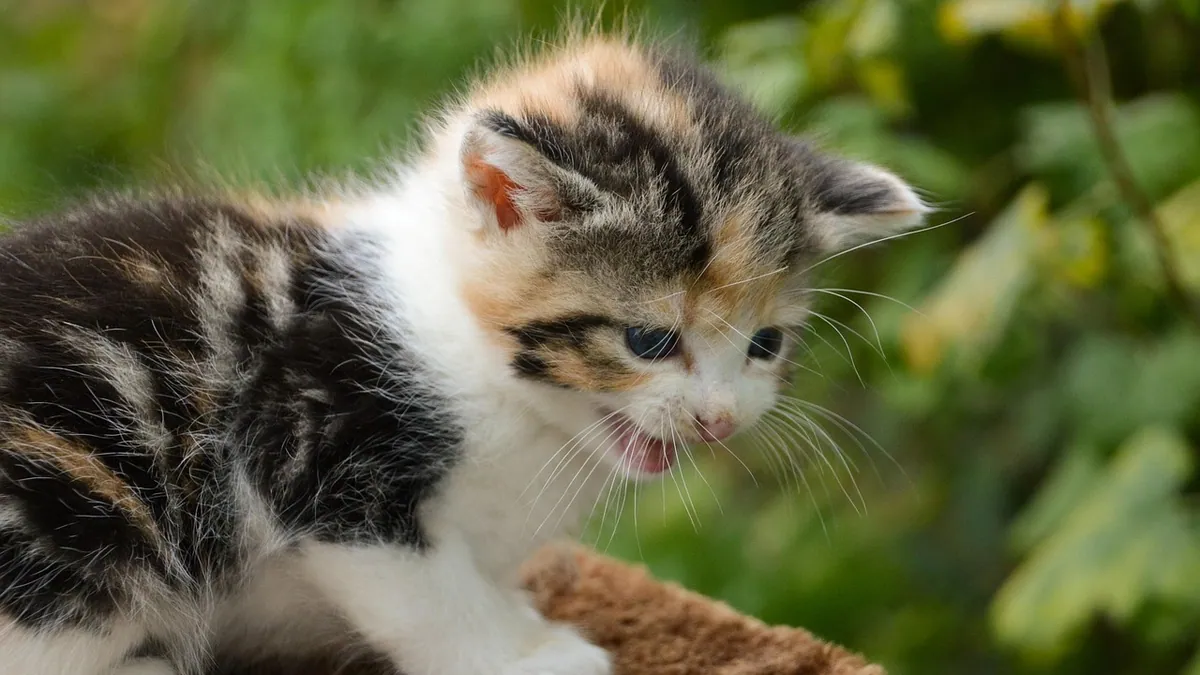 Why Is My Kitten Yelling at Me? Meowing and Hissing