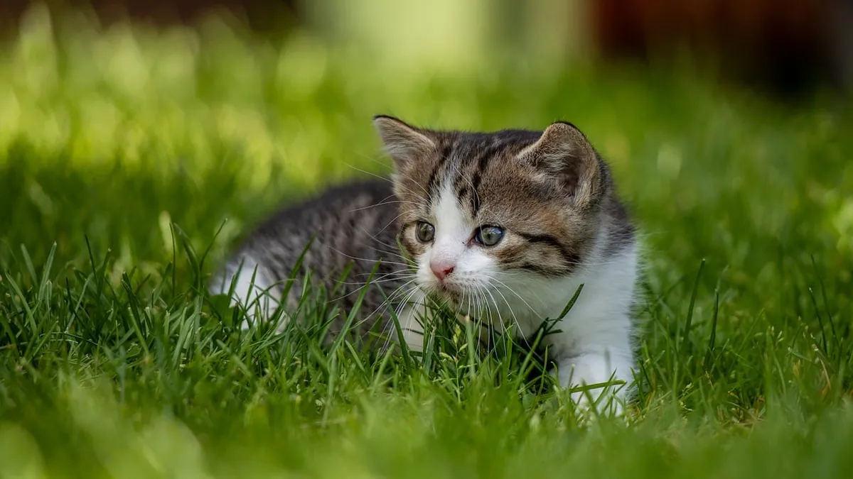 Why Does My Kitten Get Zoomies After Eating?