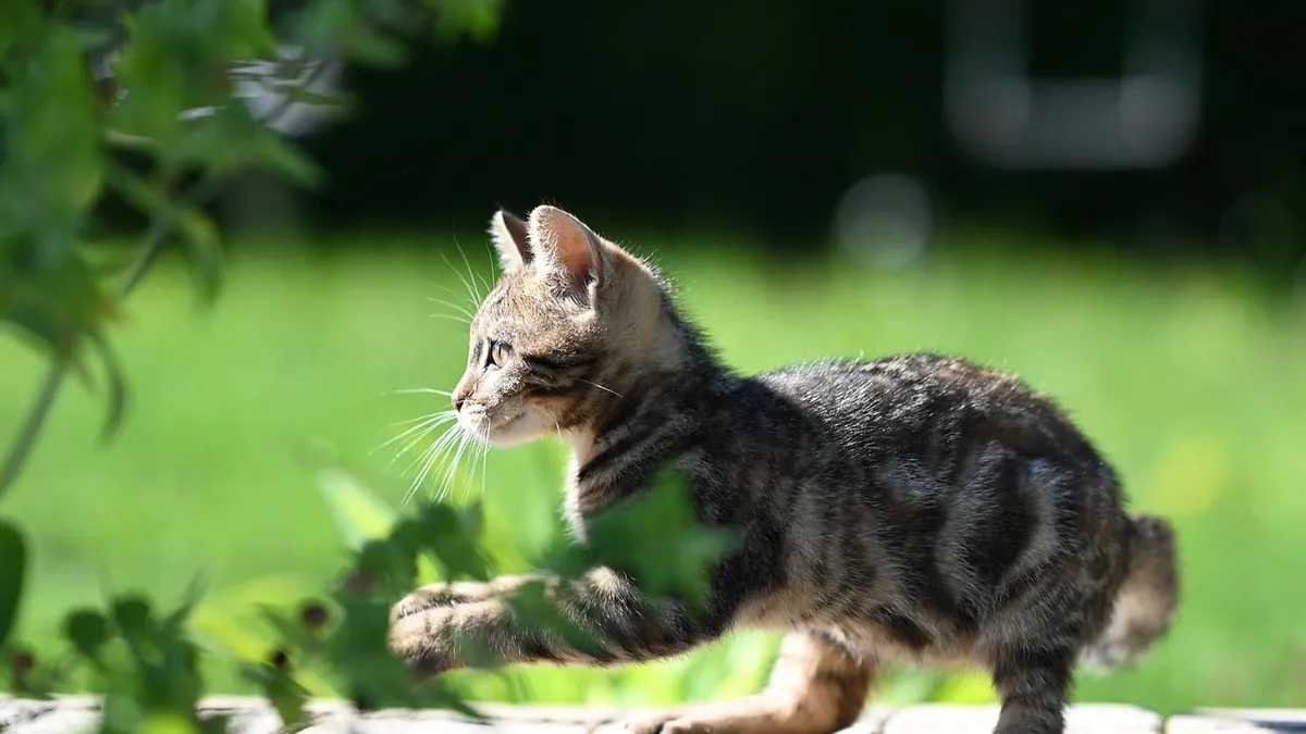 Why Does My Kitten Get the Zoomies at Night?