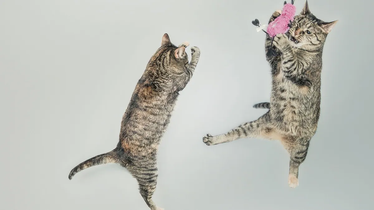 Kitten Zoomies: Why They Happen and When They Stop