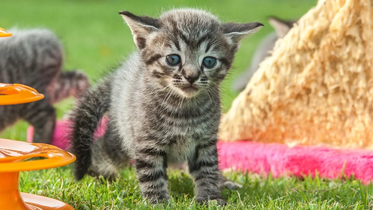 Is It Normal for Kittens to Act Crazy? Zoomies Explained
