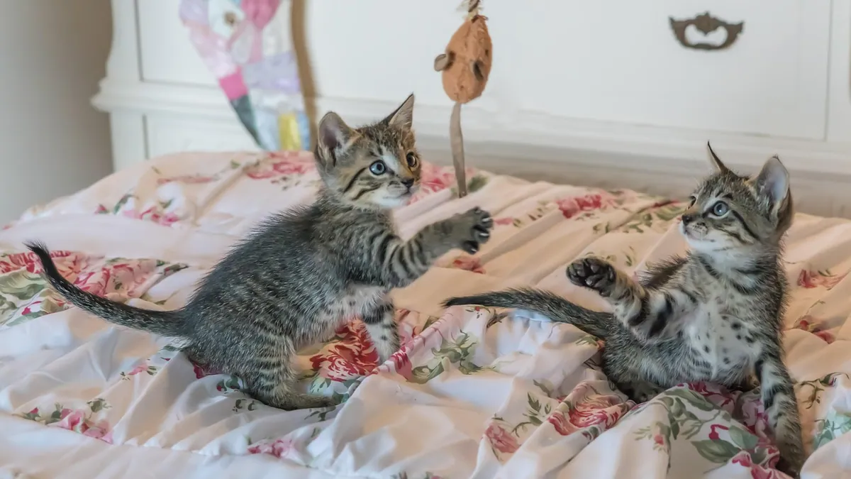 Is It Normal for Kittens to Wrestle? Play vs. Fighting