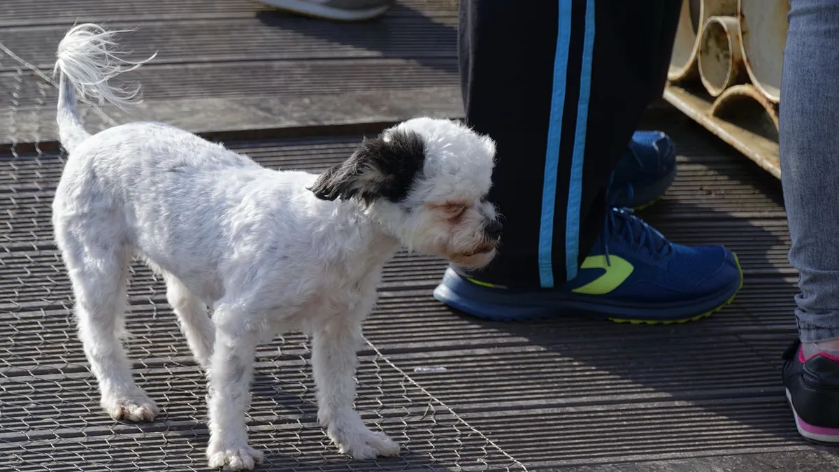 Knuckling in Dogs' Back Legs: Causes and Treatment Options