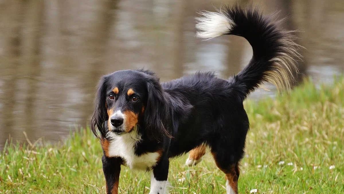 Knuckling in Dogs' Front Paws and Legs: What It Means