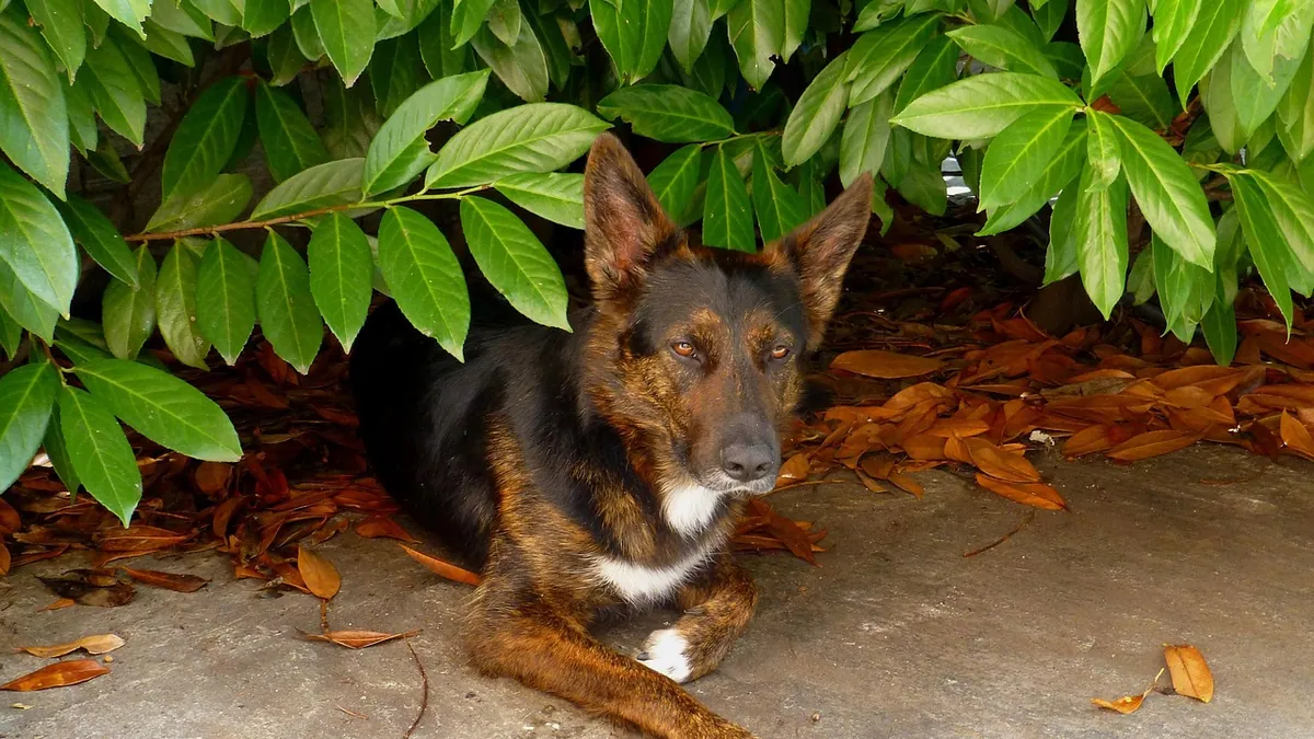 Knuckling in Dogs After Surgery: Why It Happens