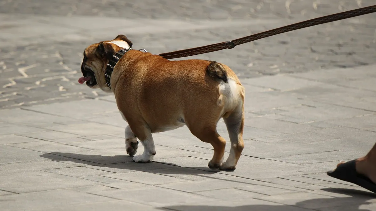 Knuckling in Dogs: Causes, Meaning, and Neurological Signs