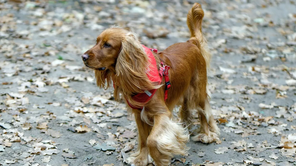 How to Help a Dog With Knuckling: Treatment and Home Care