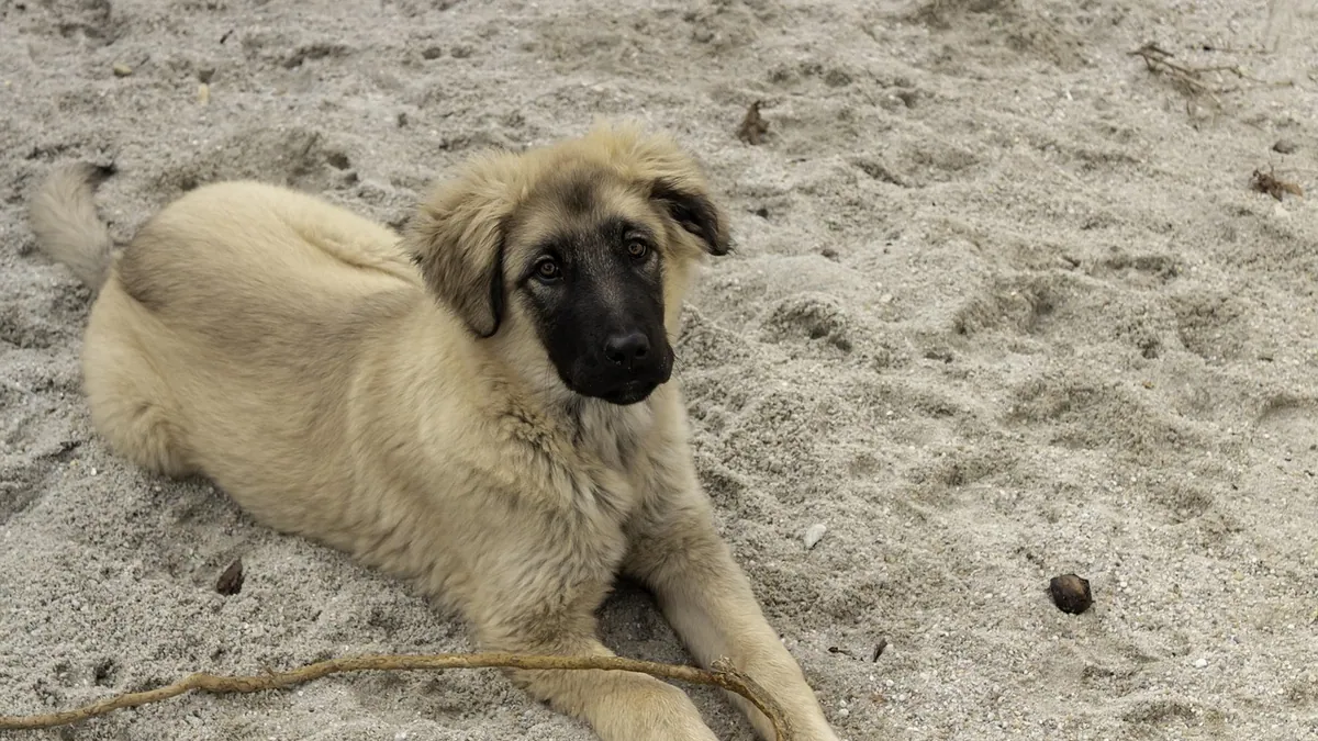Knuckling in Dogs When Lying Down: What It Means
