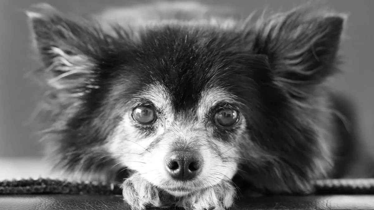 Knuckling in Dogs With Arthritis: Managing the Link