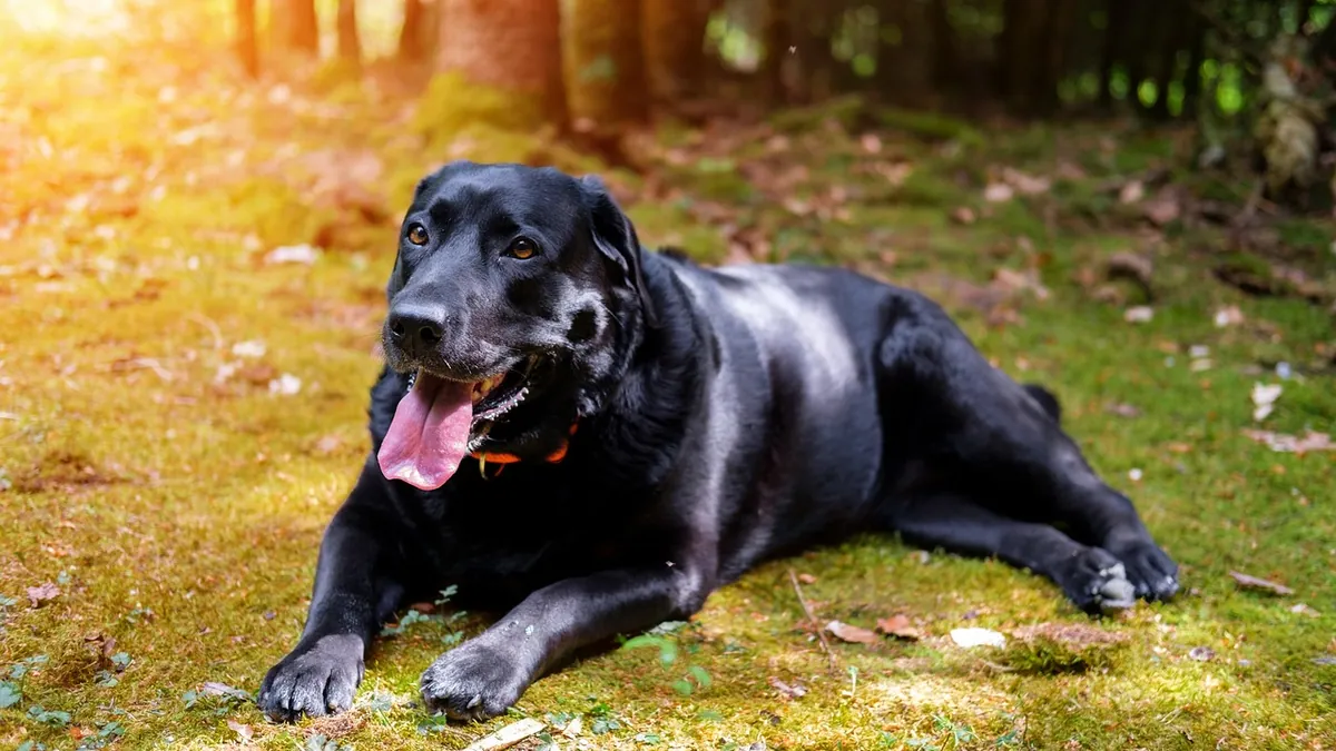 Labored Breathing in Dogs After a Seizure: What to Do