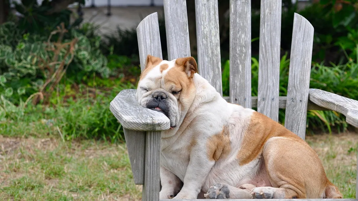 Labored Breathing in Dogs at Rest or Sleeping