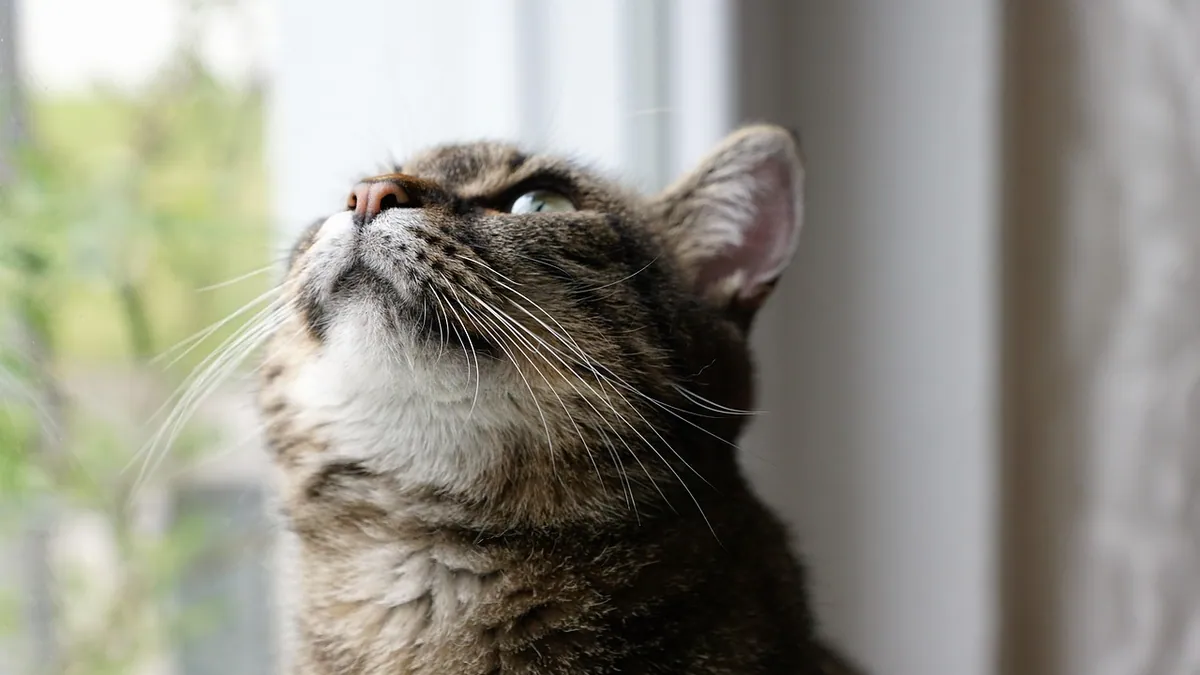 Labored Breathing in Cats: Causes, Treatment, and When to Worry