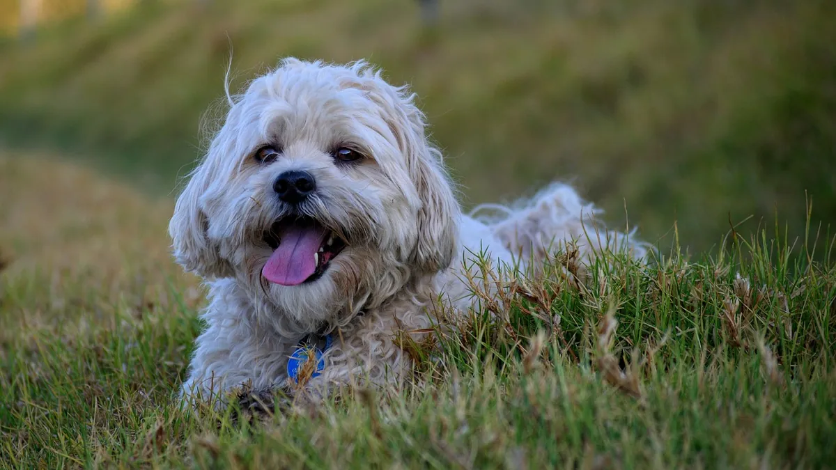 Labored Breathing in Dogs: What It Means and When to Worry