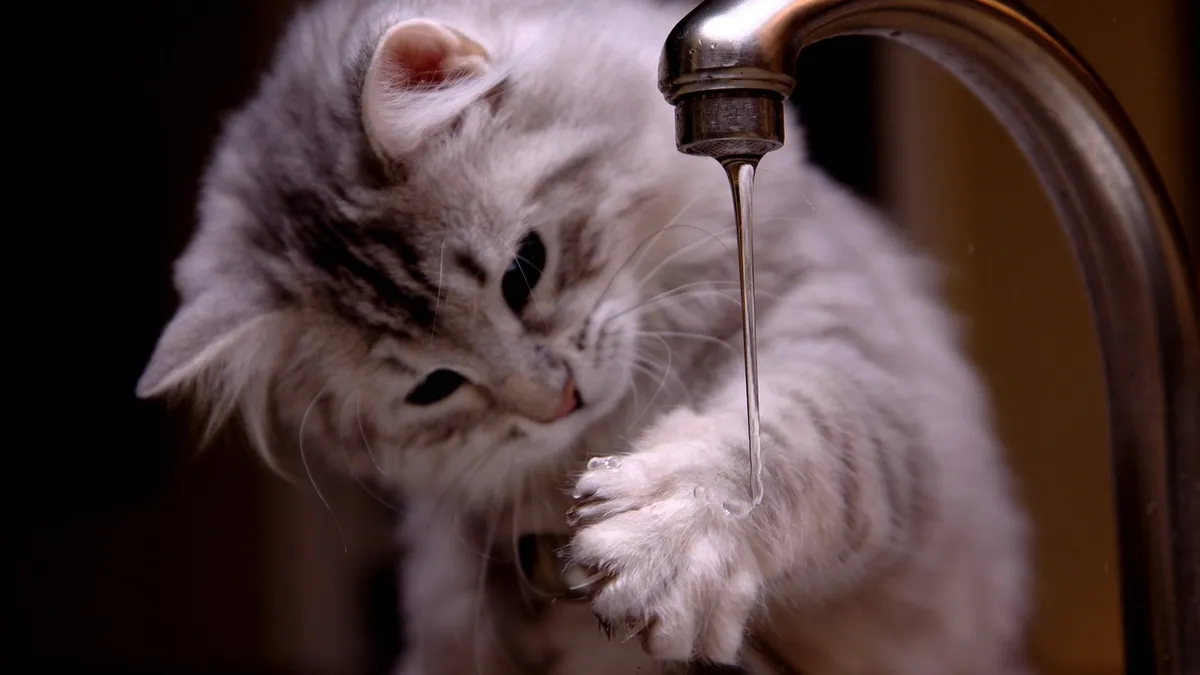 Lactulose for Cats: Dosage and Daily Use