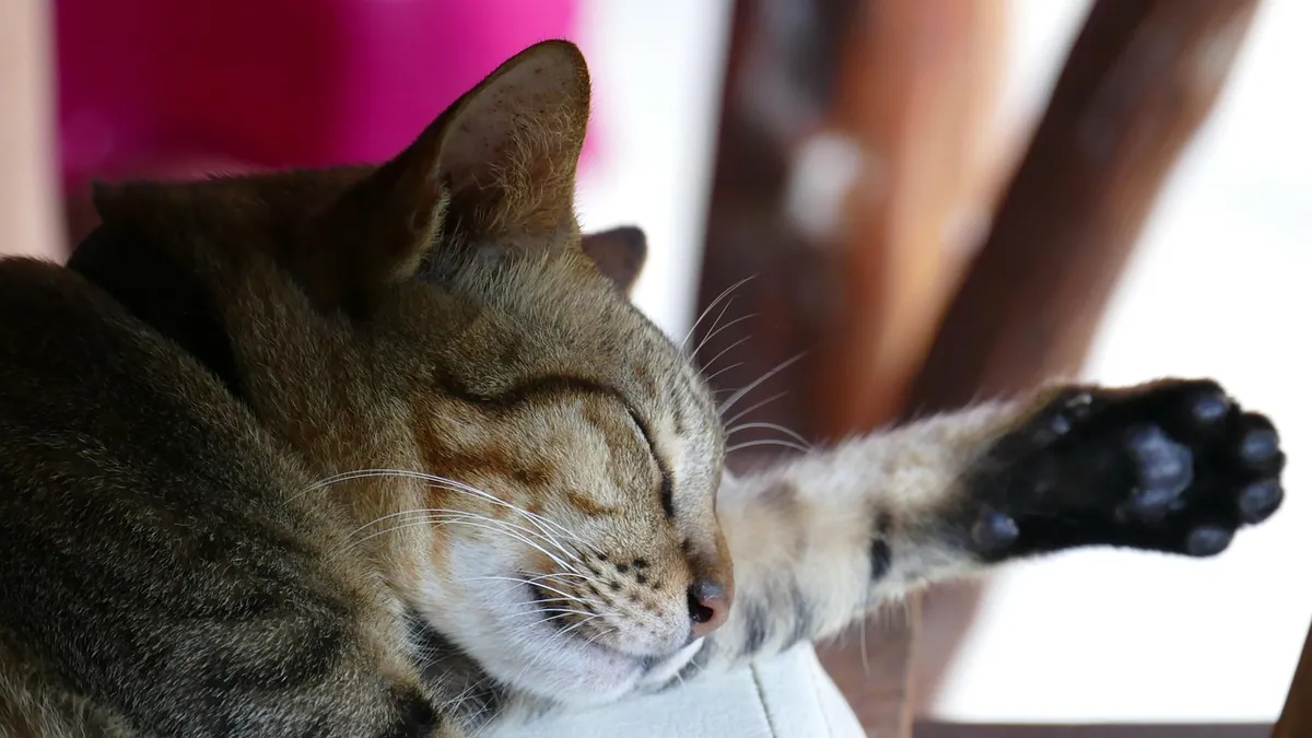 Lactulose for Cats: How Long It Takes and How to Give It