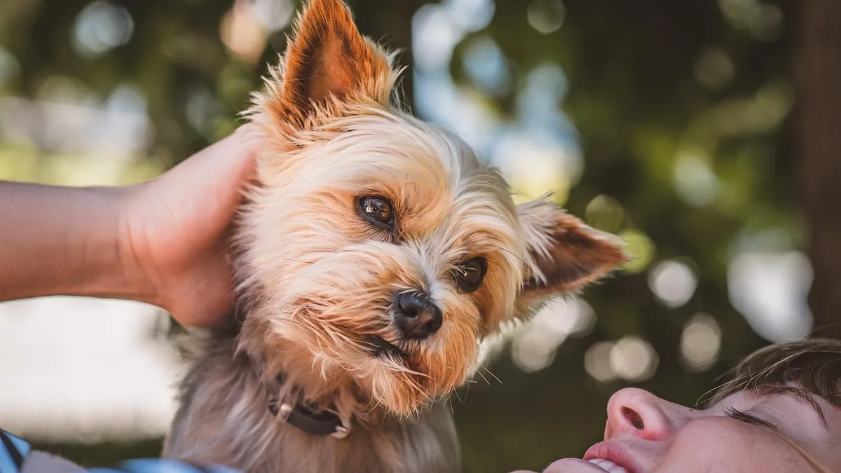 Lactulose for Dogs: Dosage, Uses, and Duration