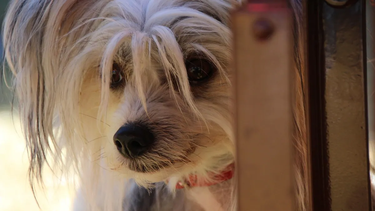 Lactulose for Dogs Without a Prescription: Is It Safe?