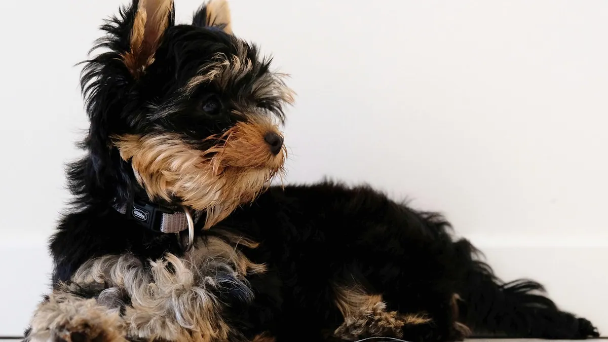 Lactulose for Dogs Side Effects: What Owners Should Know