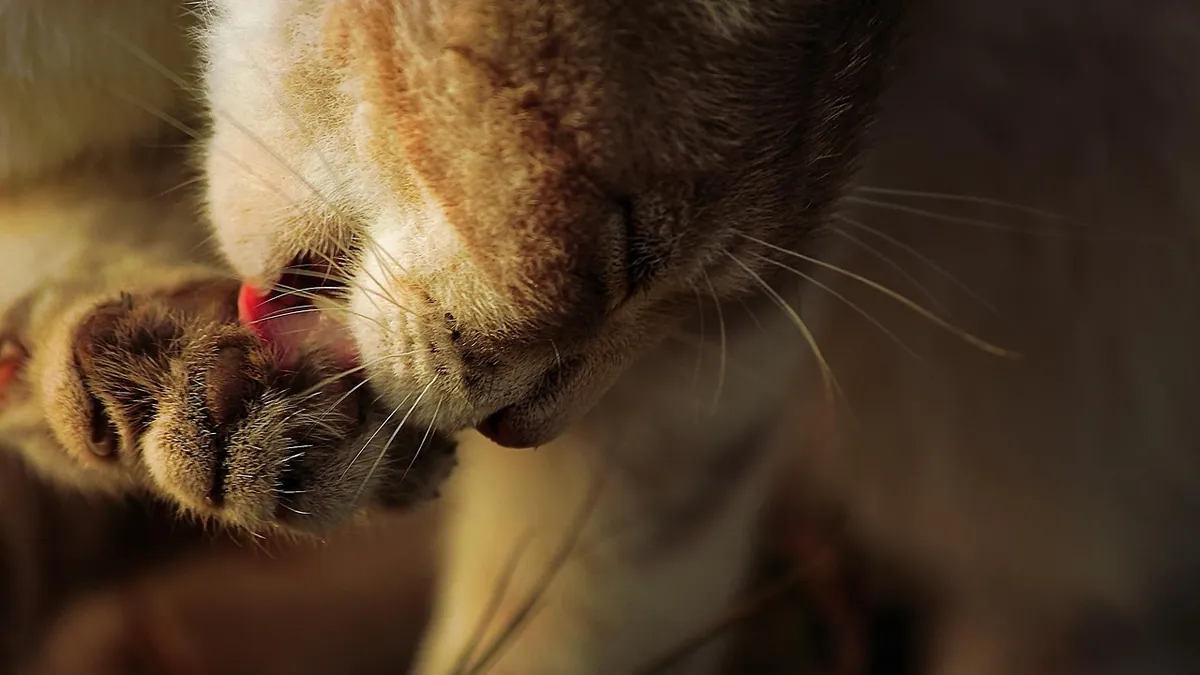 Lactulose Side Effects in Cats: What to Expect and Watch For