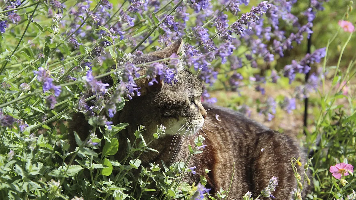 Is Lantana Poisonous to Cats? Signs and Treatment