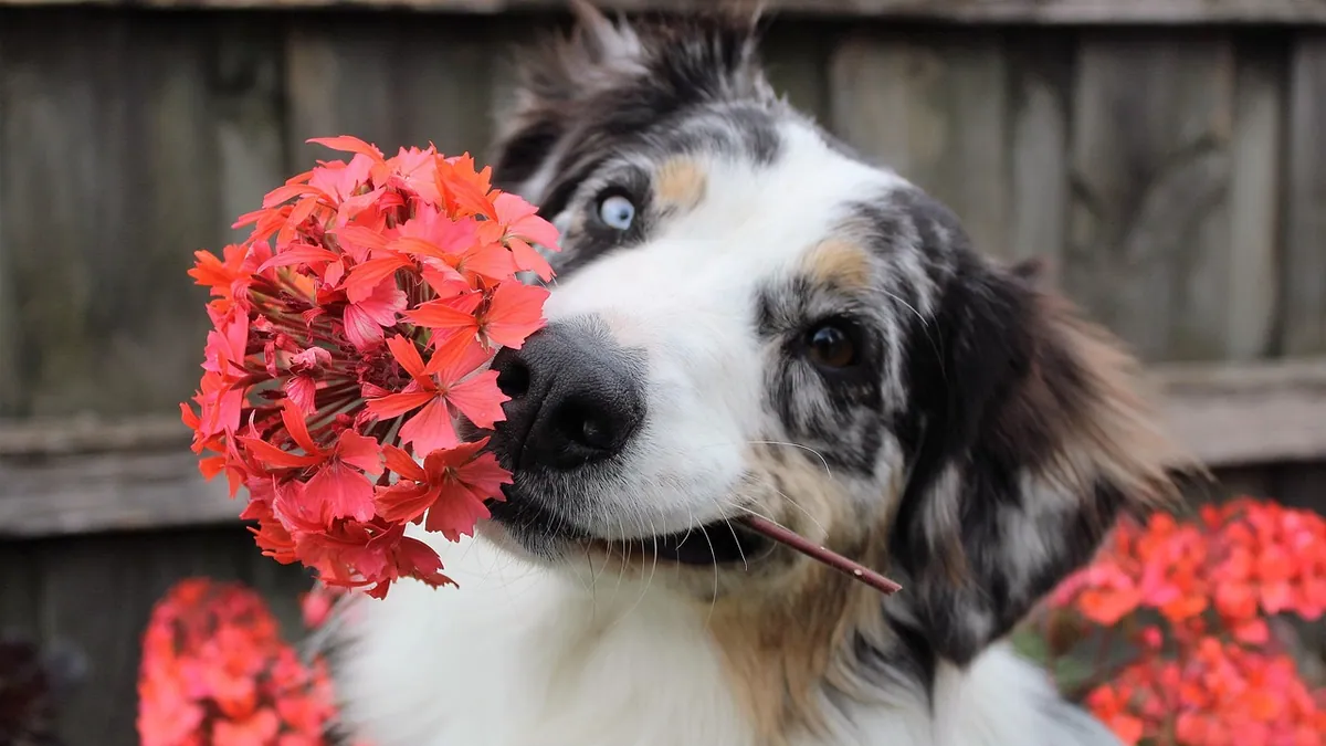 Is Lantana Poisonous to Dogs? Symptoms and What to Do