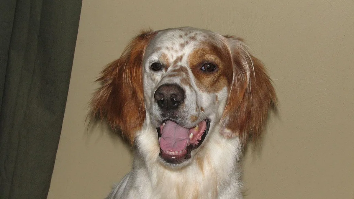 Laryngeal Collapse in Dogs: Symptoms, Sounds, and Treatment