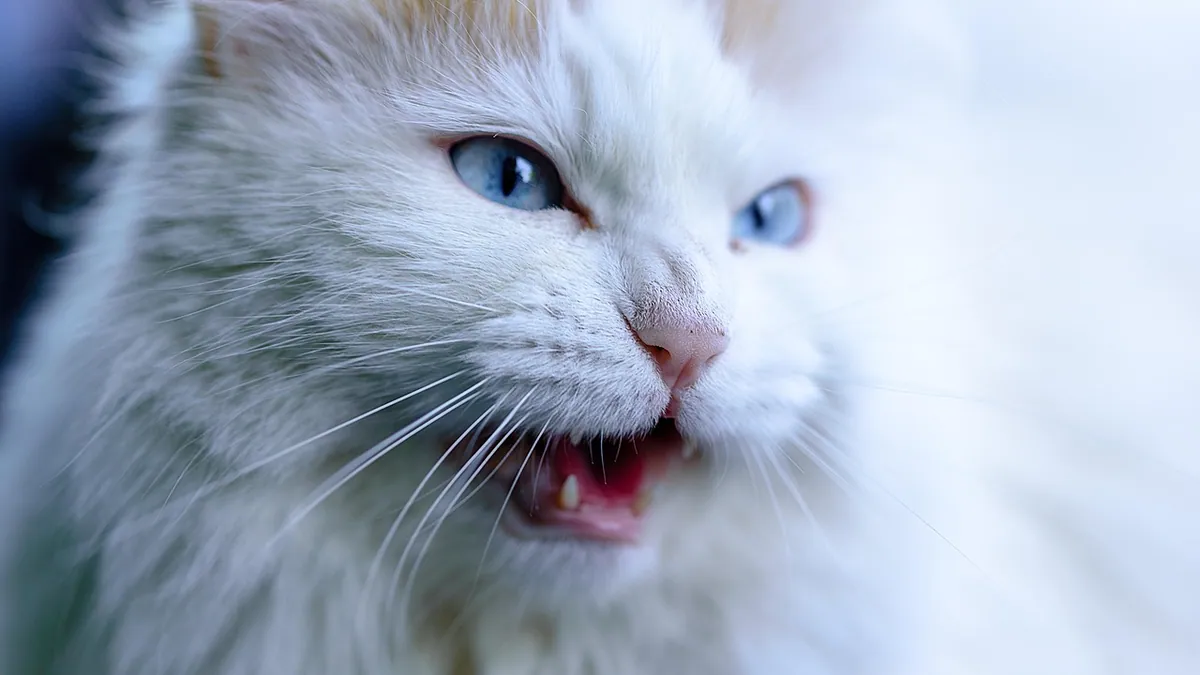 Laryngeal Paralysis in Cats: Symptoms, Meow Changes, Treatment