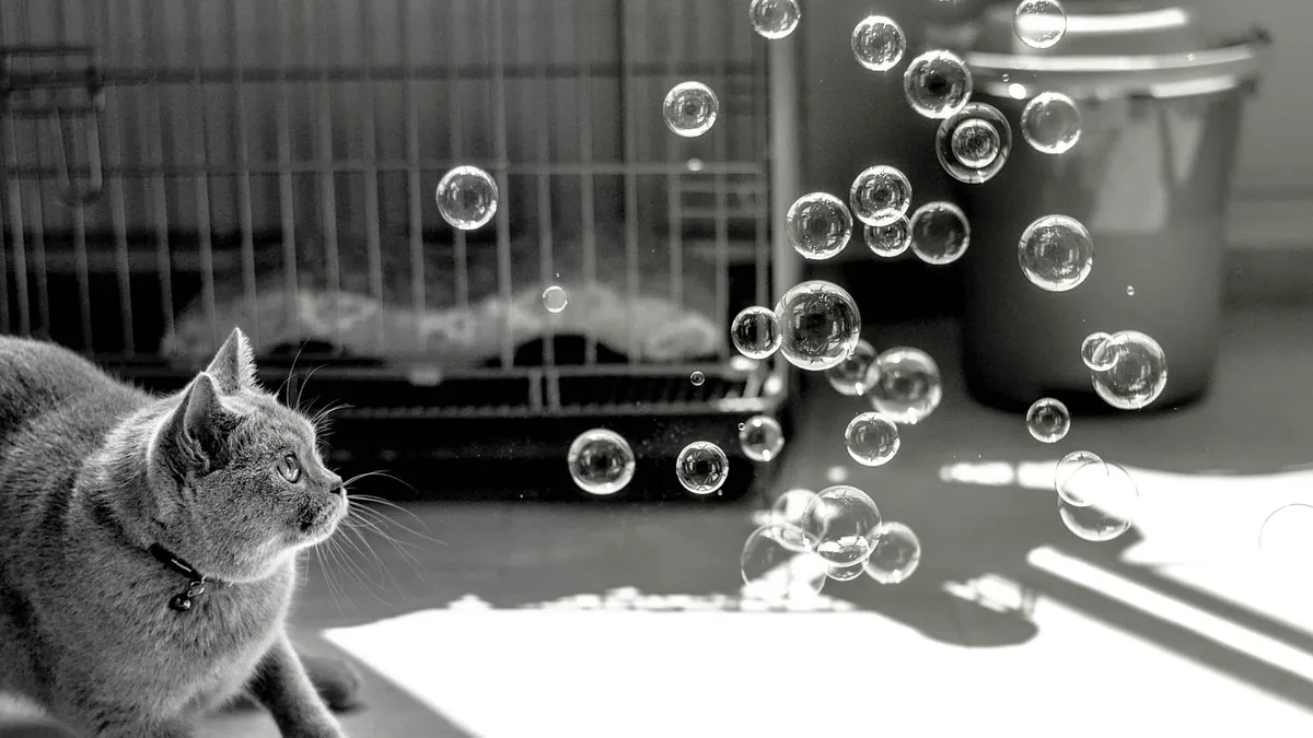 Are Laser Pointers Safe for Cats? Play Tips and Risks